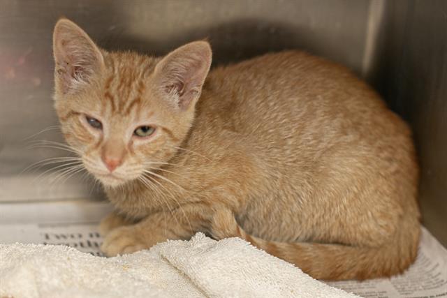 Shelter Stray Male Cat last seen CHARLOTTE, 8315 Byrum Dr, Charlotte, NC 28217, USA