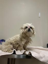 Shelter Stray Female Dog last seen , 38550 Sierra Hwy, Palmdale, CA 93550, USA