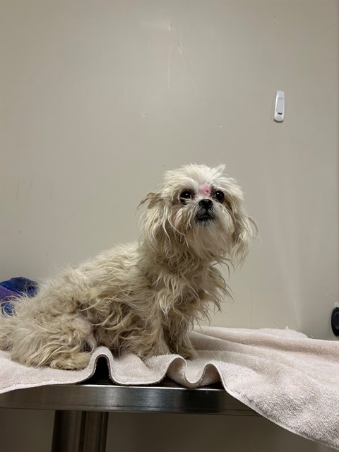 Shelter Stray Female Dog last seen , 38550 Sierra Hwy, Palmdale, CA 93550, USA