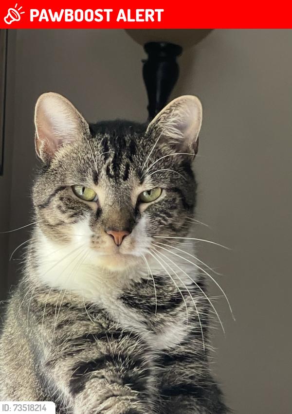 Lost Male Cat last seen Walnut Drive and Butternut Drive Parkesburg Pa, West Sadsbury Township, PA 19365