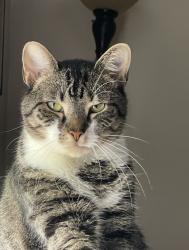 Lost Male Cat last seen Walnut Drive and Butternut Drive Parkesburg Pa, West Sadsbury Township, PA 19365