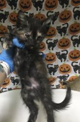Shelter Stray Female Cat last seen CANTU GALLEANO RANCH RD/ HAMNER AVE, EASTVALE CA, 6851 Van Buren Boulevard, Jurupa Valley, CA 92509, USA