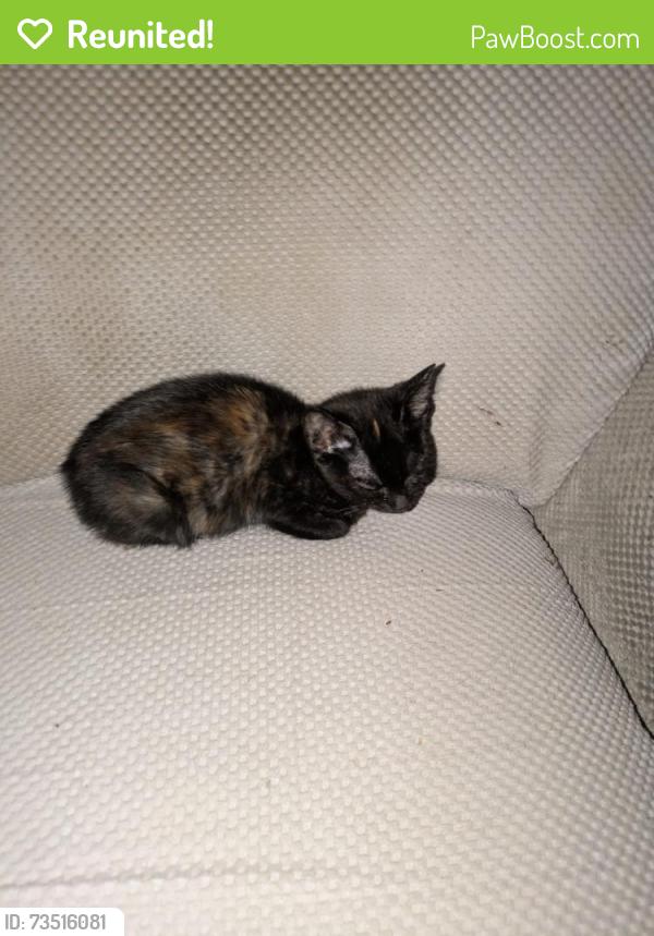 Reunited Female Cat last seen Nw95tl, Greater London, England NW9 5TL