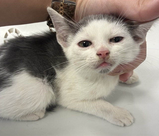 Shelter Stray Male Cat last seen BURLINGTON AC, 221 Stone Quarry Rd, Burlington, NC 27217, USA