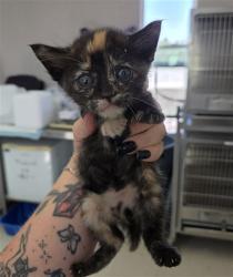 Shelter Stray Female Cat last seen (UNKNOWN )HIGHWAY BAKERSFIELD, 201 S Mt Vernon Ave, Bakersfield, CA 93307, USA