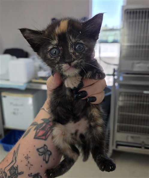 Shelter Stray Female Cat last seen (UNKNOWN )HIGHWAY BAKERSFIELD, 201 S Mt Vernon Ave, Bakersfield, CA 93307, USA