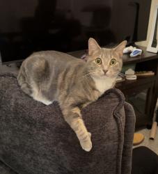 Lost Female Cat last seen Lear Nagle Road, North Ridgeville, OH 44039