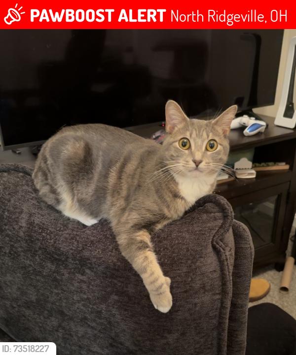 Lost Female Cat last seen Lear Nagle Road, North Ridgeville, OH 44039