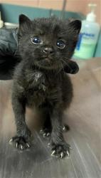 Shelter Stray Male Cat last seen Near BLOCK BARHAMVILLE RD, 127 Humane Ln, Columbia, SC 29201, USA