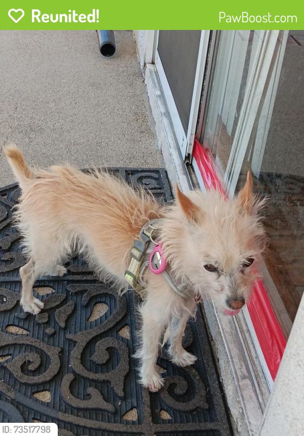 Reunited Female Dog last seen Near w Avenue p-4 Palmdale ca, Palmdale, CA 93551