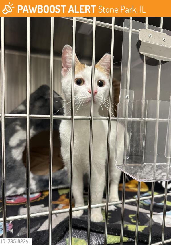 Found/Stray Unknown Cat last seen Francione Park, Stone Park, IL 60165