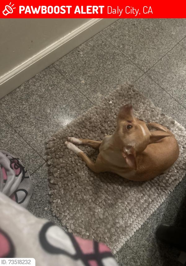 Lost Female Dog last seen southdale, Daly City, CA 94015