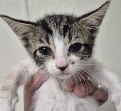 Shelter Stray Male Cat last seen Near BLOCK WATER ST, BAKERSFIELD CA 93305, 3951 Fruitvale Ave, Bakersfield, CA 93308, USA