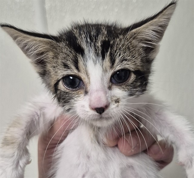 Shelter Stray Male Cat last seen Near BLOCK WATER ST, BAKERSFIELD CA 93305, 3951 Fruitvale Ave, Bakersfield, CA 93308, USA