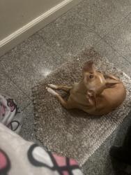 Lost Female Dog last seen southdale, Daly City, CA 94015