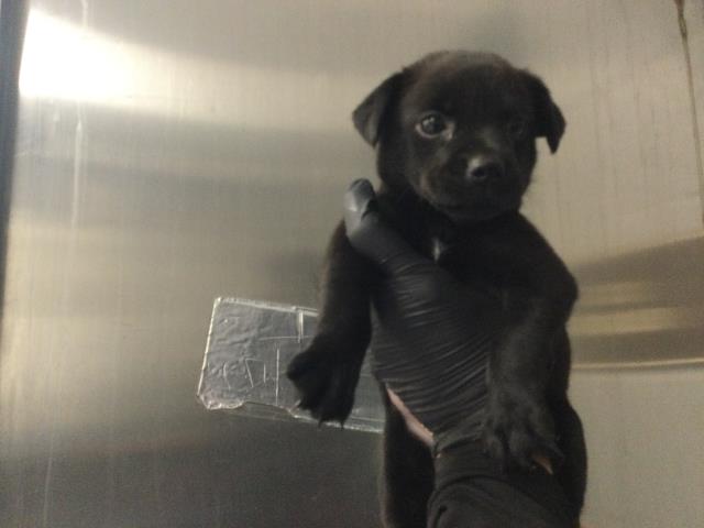 Shelter Stray Female Dog last seen Near BLOCK AVENUE 48 ST, COACHELLA, CA, 72050 Pet Land Pl, Thousand Palms, CA 92276, USA