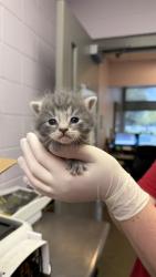 Shelter Stray Female Cat last seen KINKAID RD, 2020 Forest St, Jacksonville, FL 32204, USA
