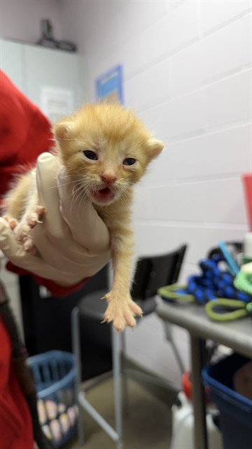 Shelter Stray Male Cat last seen KINKAID RD, 2020 Forest St, Jacksonville, FL 32204, USA