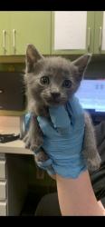 Shelter Stray Female Cat last seen FOUND IN A DITCH ON NEW KINGS RD, 2020 Forest St, Jacksonville, FL 32204, USA