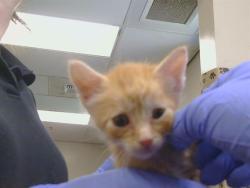 Shelter Stray Male Cat last seen RIO LINDA BLVD/ELKHORN BLVD, 95673, 3839 Bradshaw Rd, Sacramento, CA 95827, USA