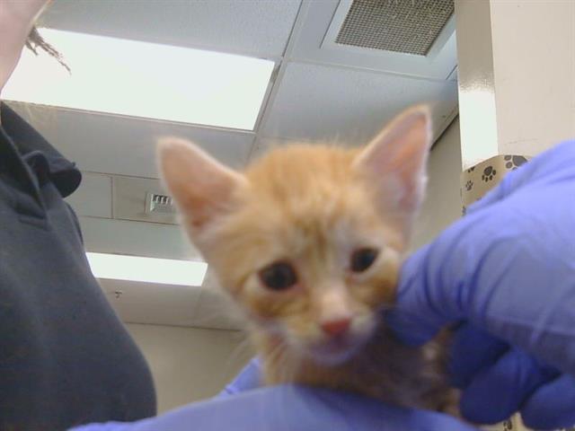 Shelter Stray Male Cat last seen RIO LINDA BLVD/ELKHORN BLVD, 95673, 3839 Bradshaw Rd, Sacramento, CA 95827, USA