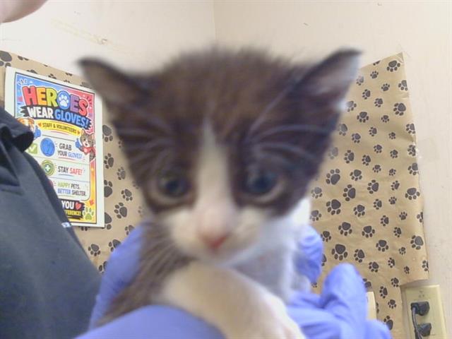 Shelter Stray Male Cat last seen RIO LINDA BLVD/ELKHORN BLVD, 95673, 3839 Bradshaw Rd, Sacramento, CA 95827, USA