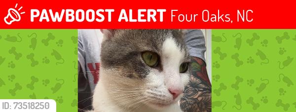 Lost Male Cat last seen highway 210, Four Oaks, NC 27524