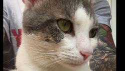 Lost Male Cat last seen highway 210, Four Oaks, NC 27524