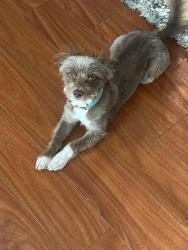 Reunited Male Dog last seen unsure :/, Scappoose, OR 97056