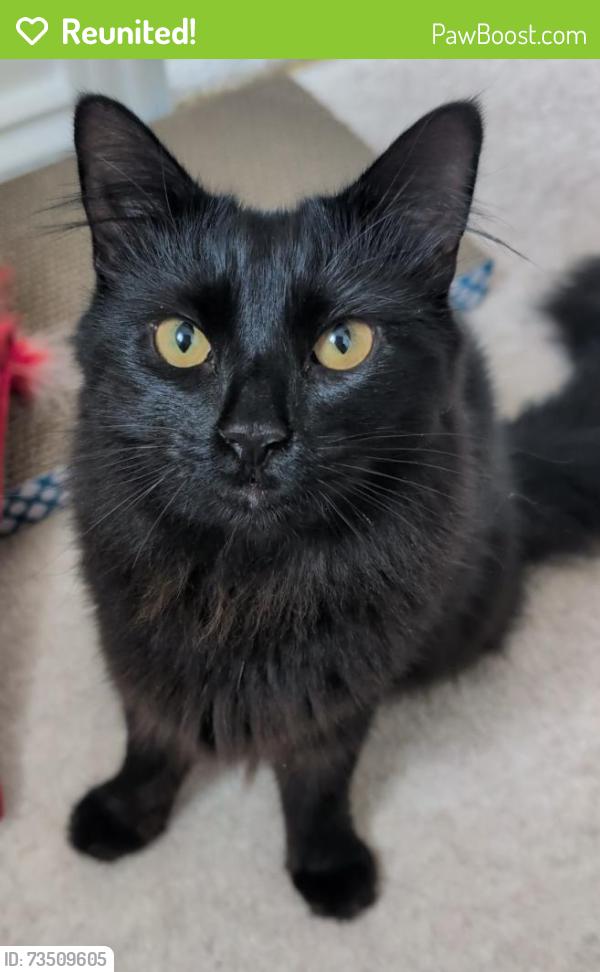 Reunited Female Cat last seen Middle Road, North Baddesley, England 