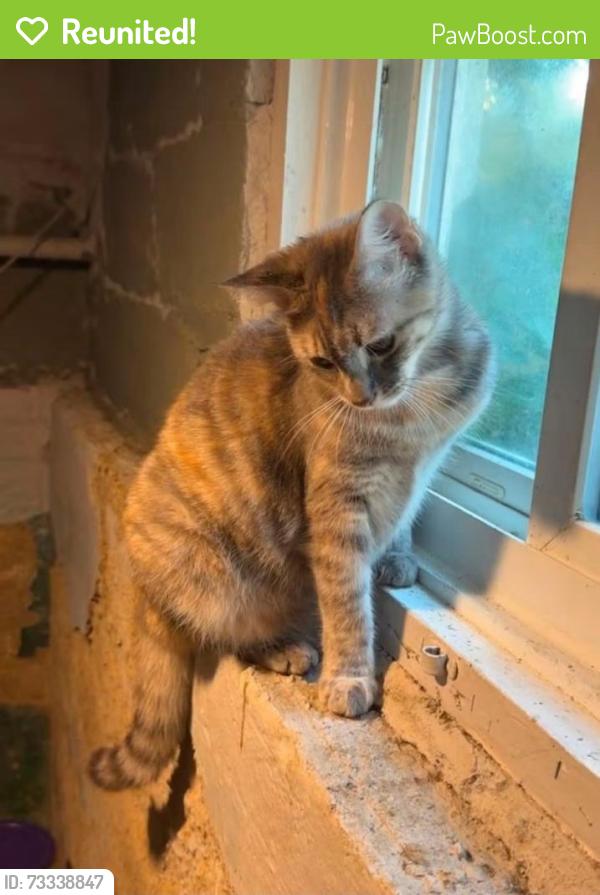 Reunited Female Cat last seen Eaton Ave and Keeler Ave by the Rising Tide Center, Beloit, WI 53511
