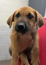 Shelter Stray Female Dog last seen BASELINE AND N MOUNTAIN VIEW, 333 Chandler Pl, San Bernardino, CA 92408, USA