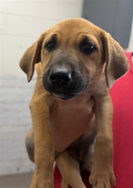 Shelter Stray Female Dog last seen BASELINE AND N MOUNTAIN VIEW, 333 Chandler Pl, San Bernardino, CA 92408, USA