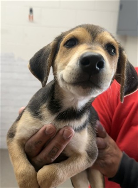 Shelter Stray Male Dog last seen BASELINE AND N MOUNTAIN VIEW, 333 Chandler Pl, San Bernardino, CA 92408, USA