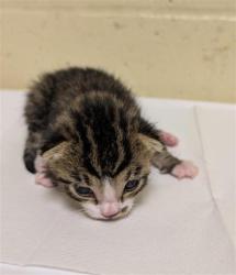 Shelter Stray Male Cat last seen PAUMANOK WAY & ALLEY 9, 2127 Front St, Sacramento, CA 95818, USA