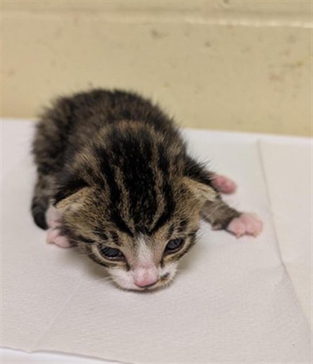 Shelter Stray Male Cat last seen PAUMANOK WAY & ALLEY 9, 2127 Front St, Sacramento, CA 95818, USA