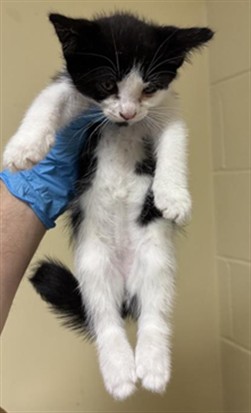 Shelter Stray Female Cat last seen WISCONSIN AVE & NATOMA ST, 2127 Front St, Sacramento, CA 95818, USA