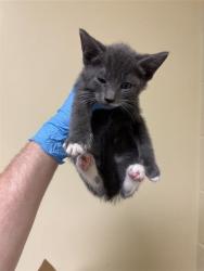 Shelter Stray Male Cat last seen WISCONSIN AVE & NATOMA ST, 2127 Front St, Sacramento, CA 95818, USA