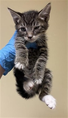 Shelter Stray Male Cat last seen WISCONSIN AVE & NATOMA ST, 2127 Front St, Sacramento, CA 95818, USA