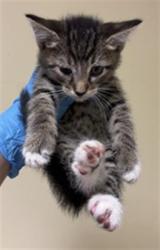 Shelter Stray Male Cat last seen WISCONSIN AVE & NATOMA ST, 2127 Front St, Sacramento, CA 95818, USA