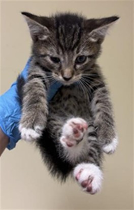 Shelter Stray Male Cat last seen WISCONSIN AVE & NATOMA ST, 2127 Front St, Sacramento, CA 95818, USA