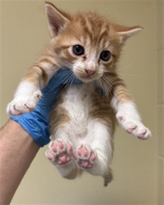 Shelter Stray Male Cat last seen PIERCY WAY & RIPLEY ST, 2127 Front St, Sacramento, CA 95818, USA