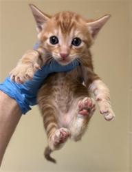 Shelter Stray Male Cat last seen PIERCY WAY & RIPLEY ST, 2127 Front St, Sacramento, CA 95818, USA