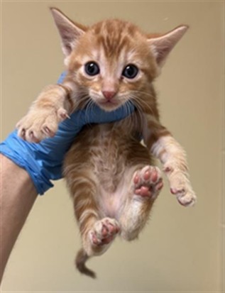 Shelter Stray Male Cat last seen PIERCY WAY & RIPLEY ST, 2127 Front St, Sacramento, CA 95818, USA
