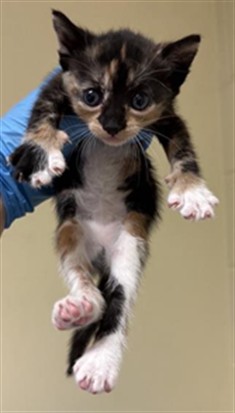 Shelter Stray Female Cat last seen PIERCY WAY & RIPLEY ST, 2127 Front St, Sacramento, CA 95818, USA