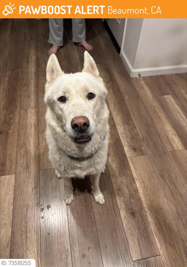 Found/Stray Male Dog last seen Oak Valley Animal hosp, Beaumont, CA 92223