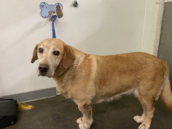 Shelter Stray Unknown Dog last seen , 1850 W 60th St, Los Angeles, CA 90047, USA