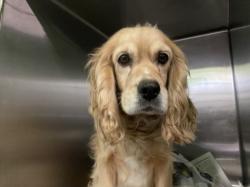 Shelter Stray Unknown Dog last seen , 1850 W 60th St, Los Angeles, CA 90047, USA
