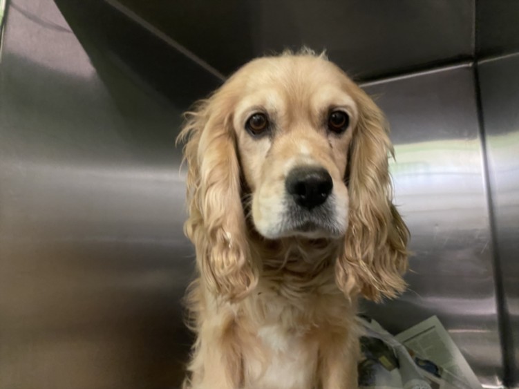 Shelter Stray Unknown Dog last seen , 1850 W 60th St, Los Angeles, CA 90047, USA