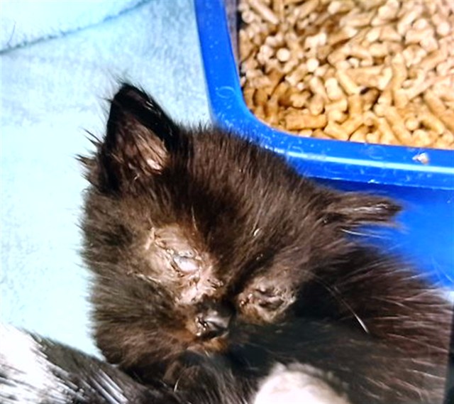 Shelter Stray Male Cat last seen PACIFIC CIRCLE, 4950 SW Triana Blvd, Huntsville, AL 35805, USA